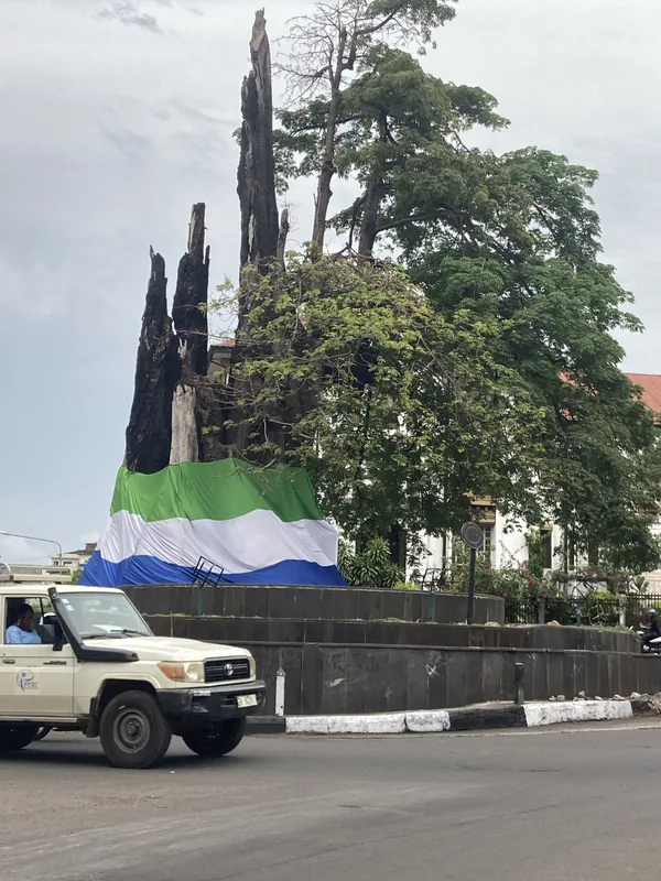 Freetowni gyapotfa
