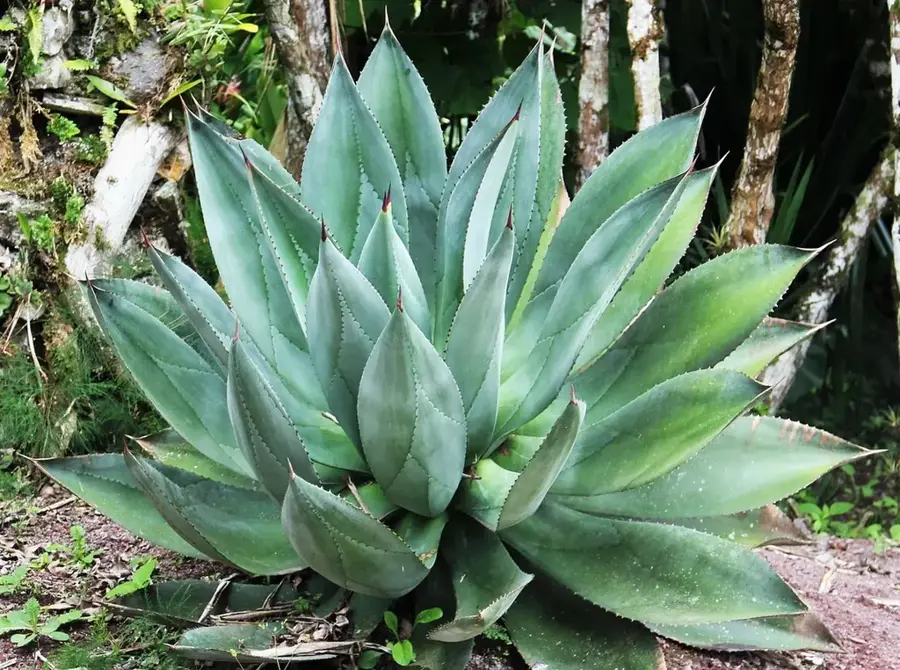 Lankester Botanical Garden
