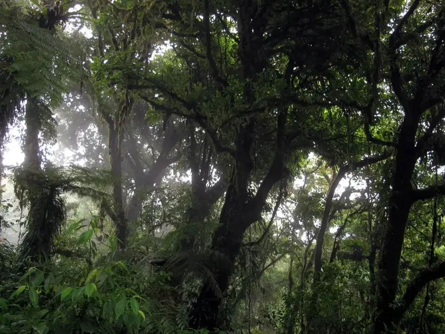Monteverde Nebelwald — Isla del Caño (Costa Rica)