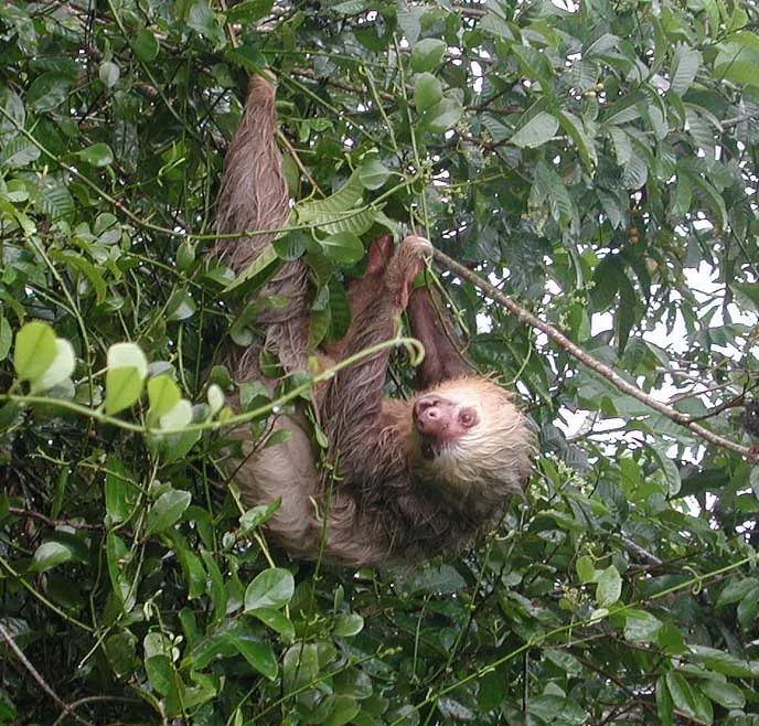 Sloth Sanctuary of Costa Rica