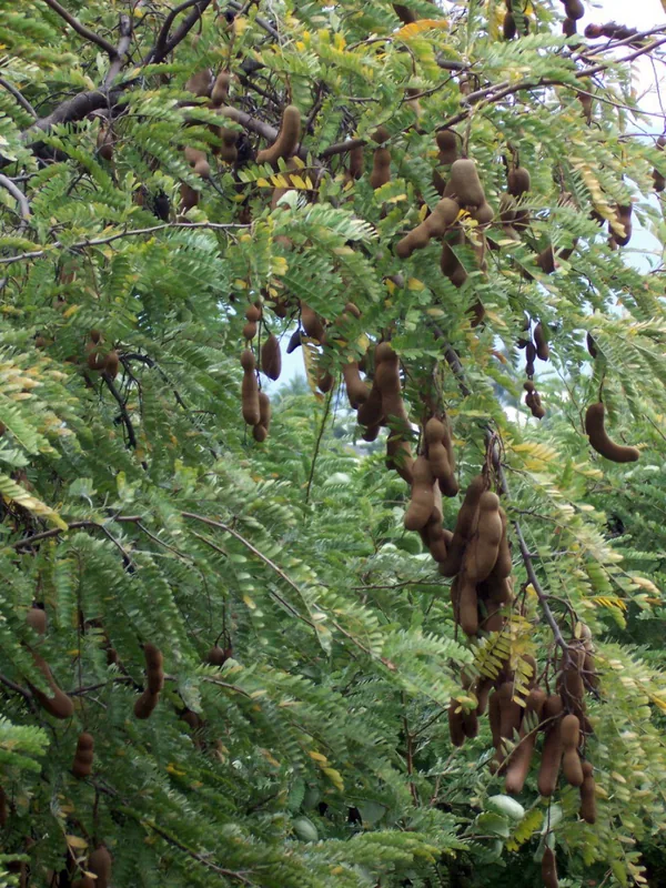 Tamarindo — Isla del Caño (Costa Rica)