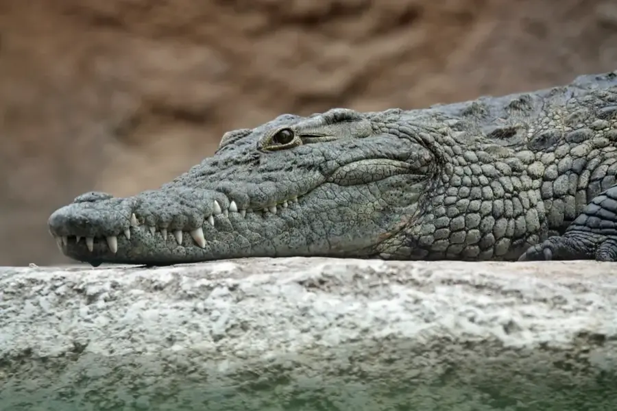 Panama Crocodile Farm