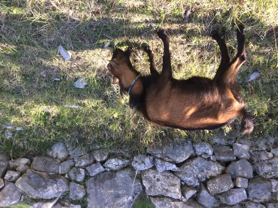 Kostanje (Kroatien)