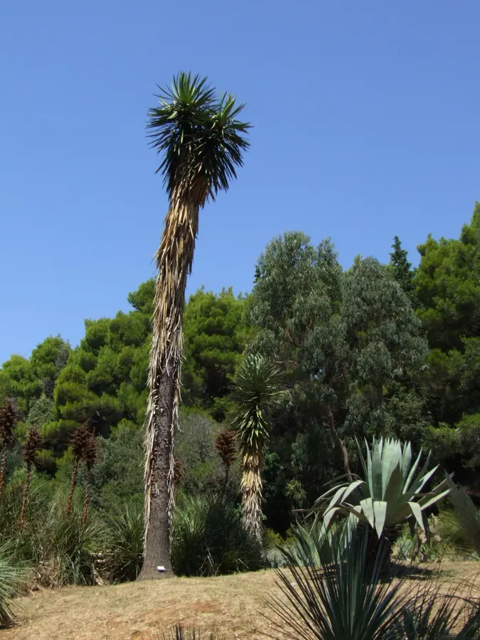Lokrum Island — Abha (Saudi Arabia)