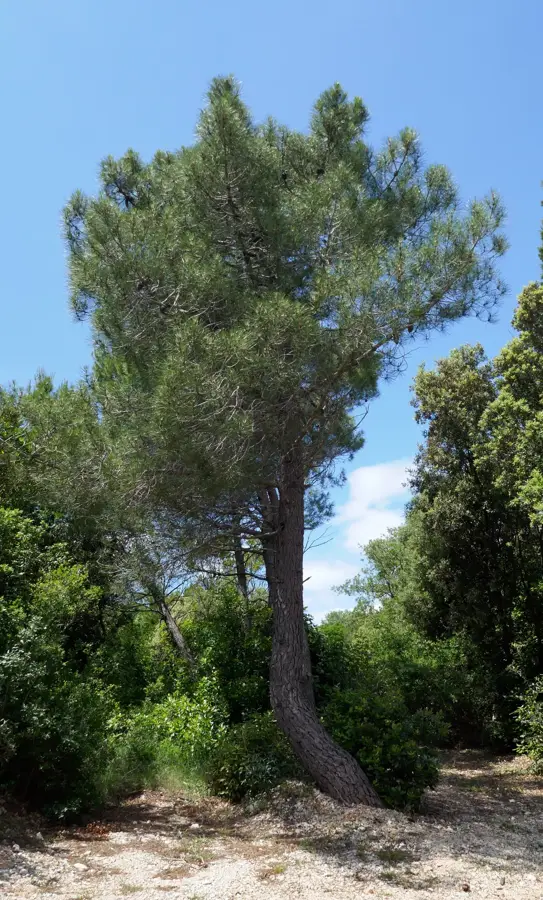 Močići — Abha (Saudi Arabia)
