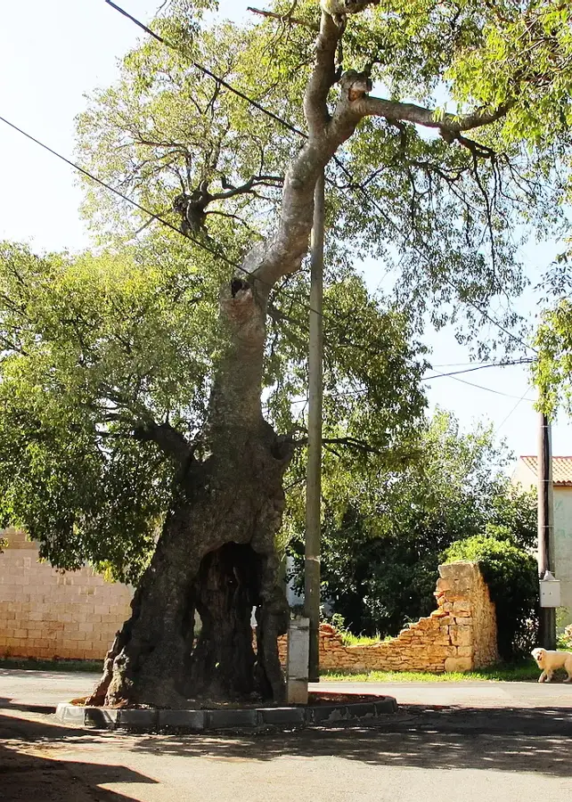 Muntić — Dhale (Yemen)