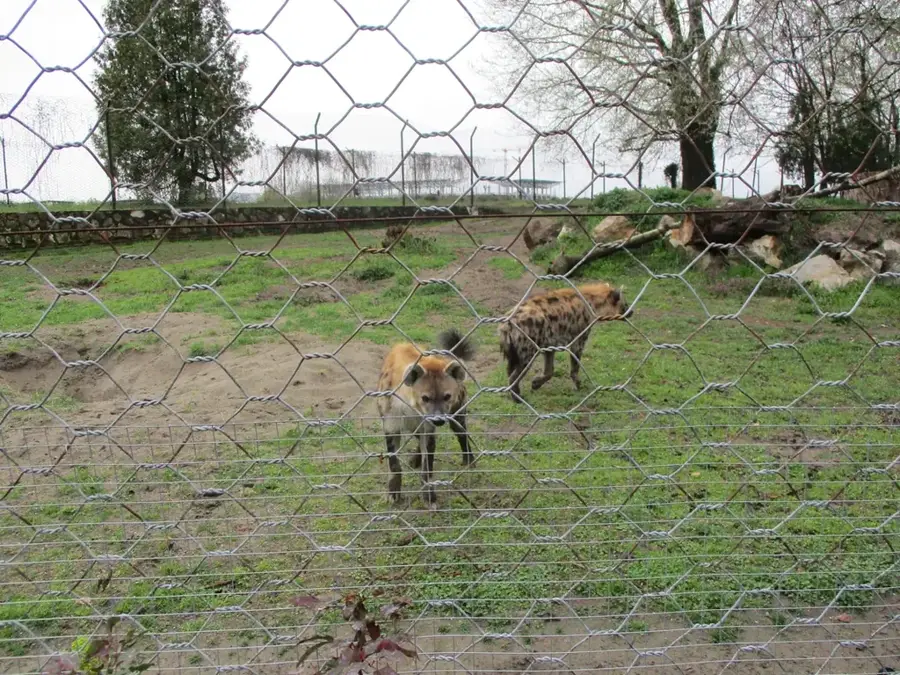 Zoo Osijek — Wieland (Ungarn)