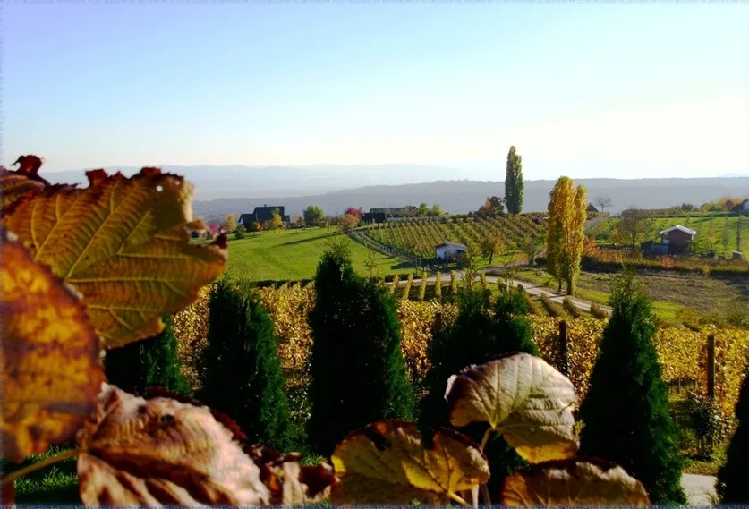 Požeška gora