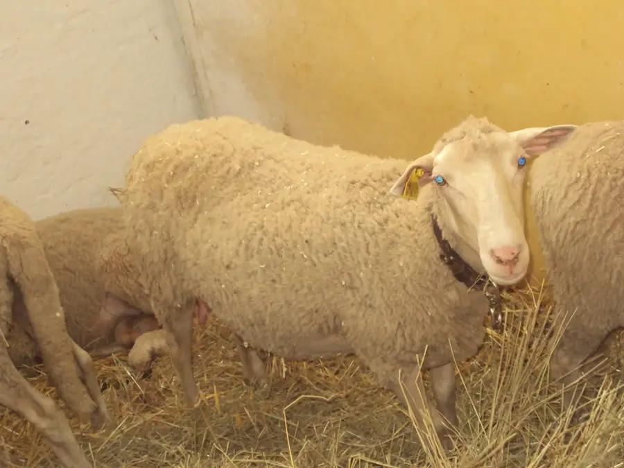 Ruda — Saada (Yemen)