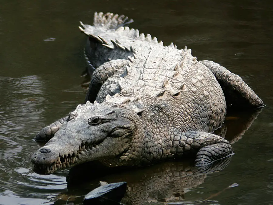 Croc City Krokodilpark