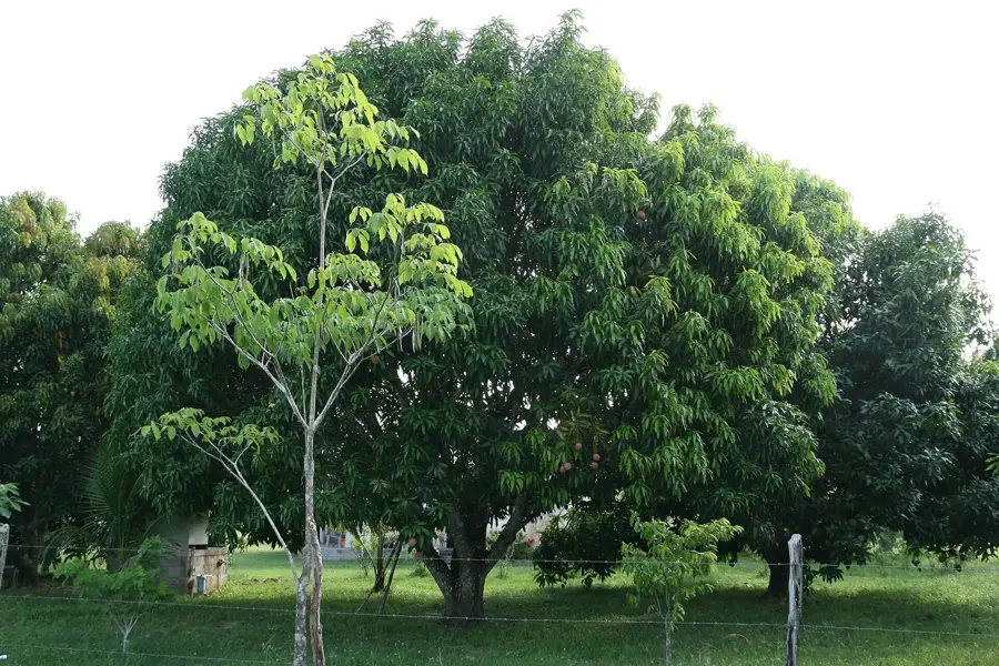 Crooked Tree