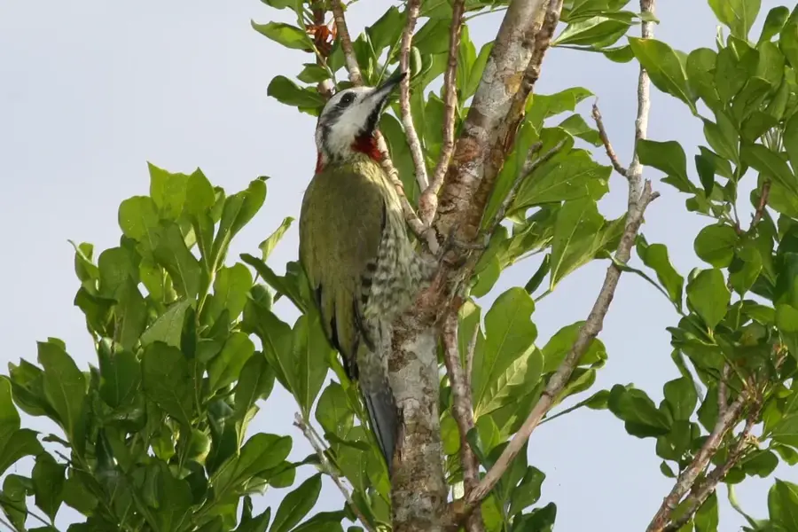 Cuchillas del Toa — Baracoa (Kuba)