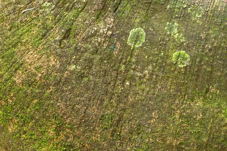 Cave of the Owls — Yerupajá (Peru)