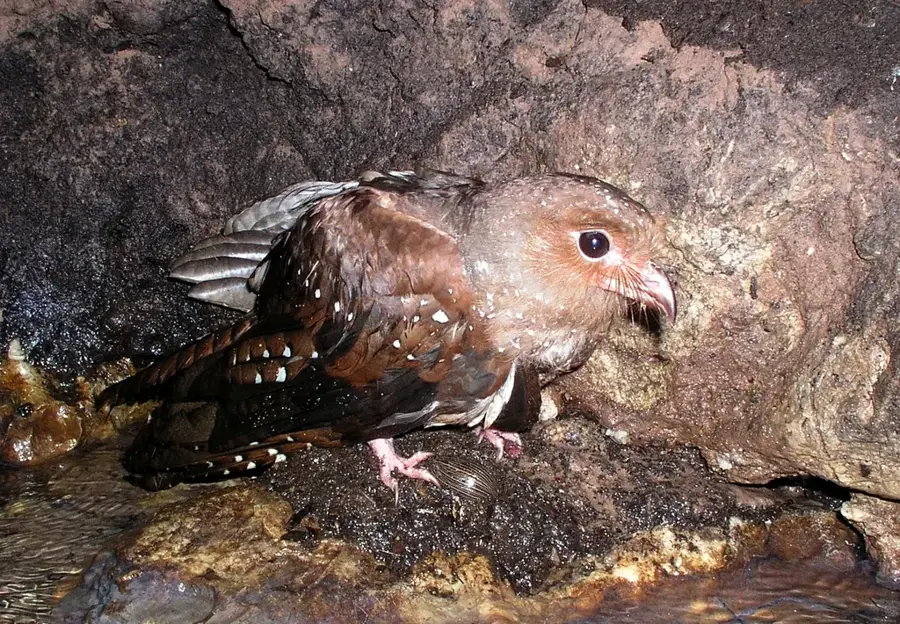 Cueva de los Guácharos — Caño Cristales (Columbia)