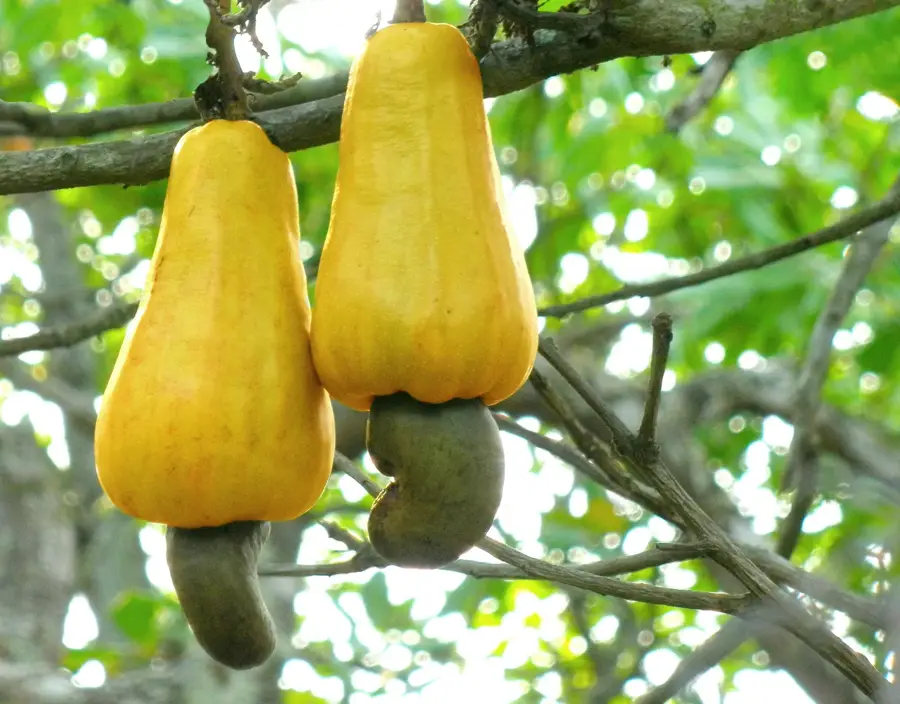 Cashew-Anbaugebiet