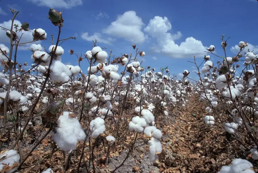 Cotton Cultivation Region