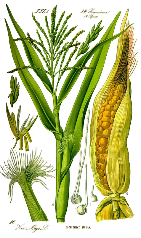 Corn Cultivation Area