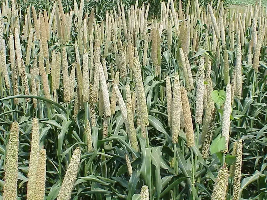 Regiunea de cultivare a meiului — Diabo (Burkina Faso)