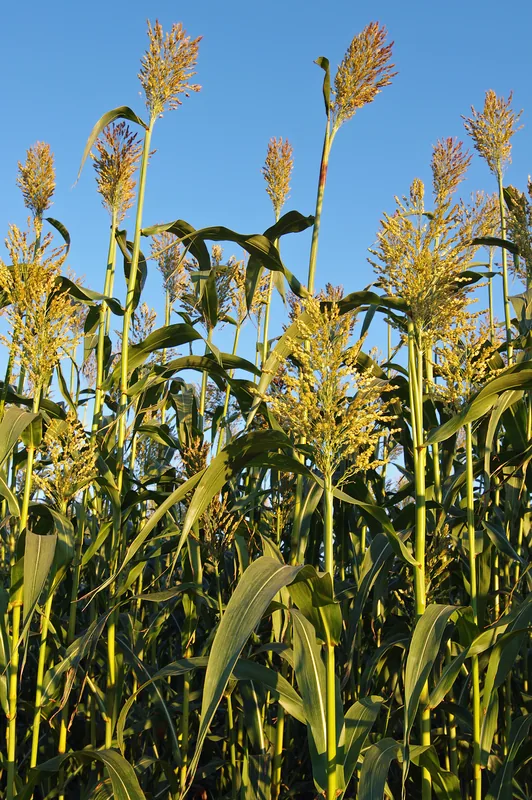 Zona de cultivare a sorgului