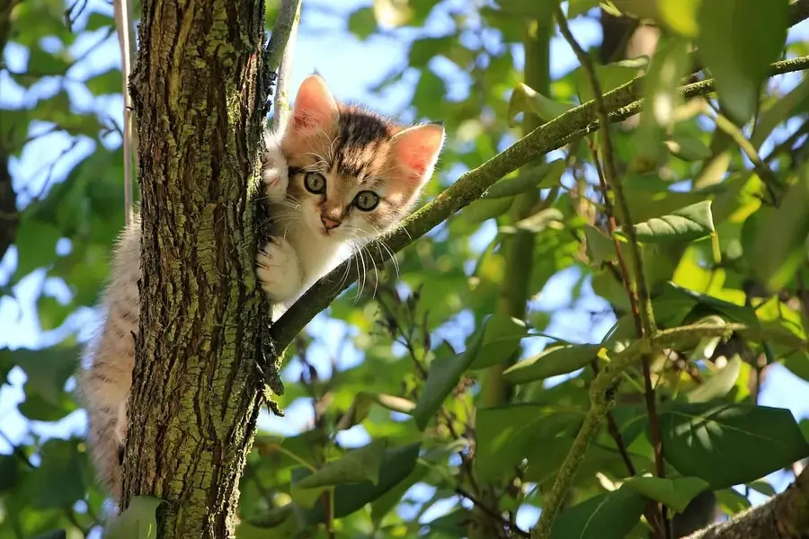 Curious Corner von Chamarel