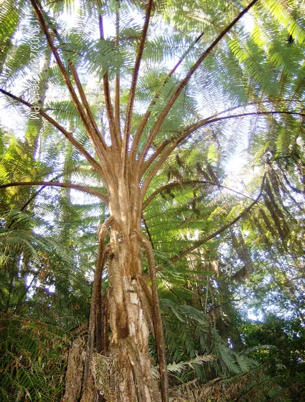 Cusuco-Nationalpark