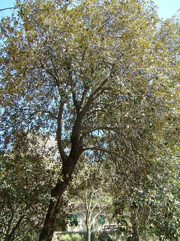 Kionia Peak — Choirokoitia (Cyprus)