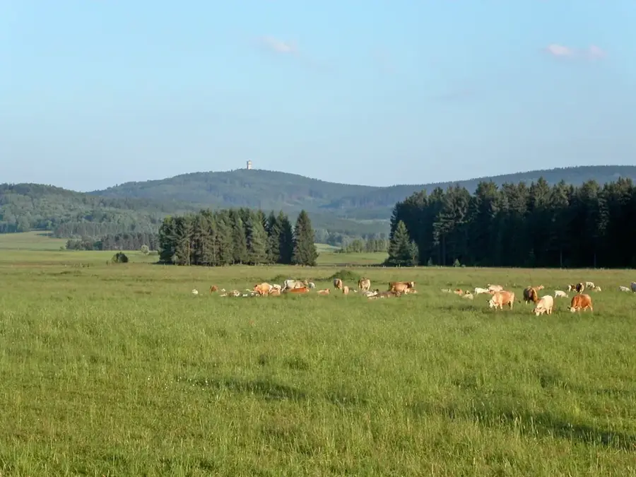 Upper Palatine Forest