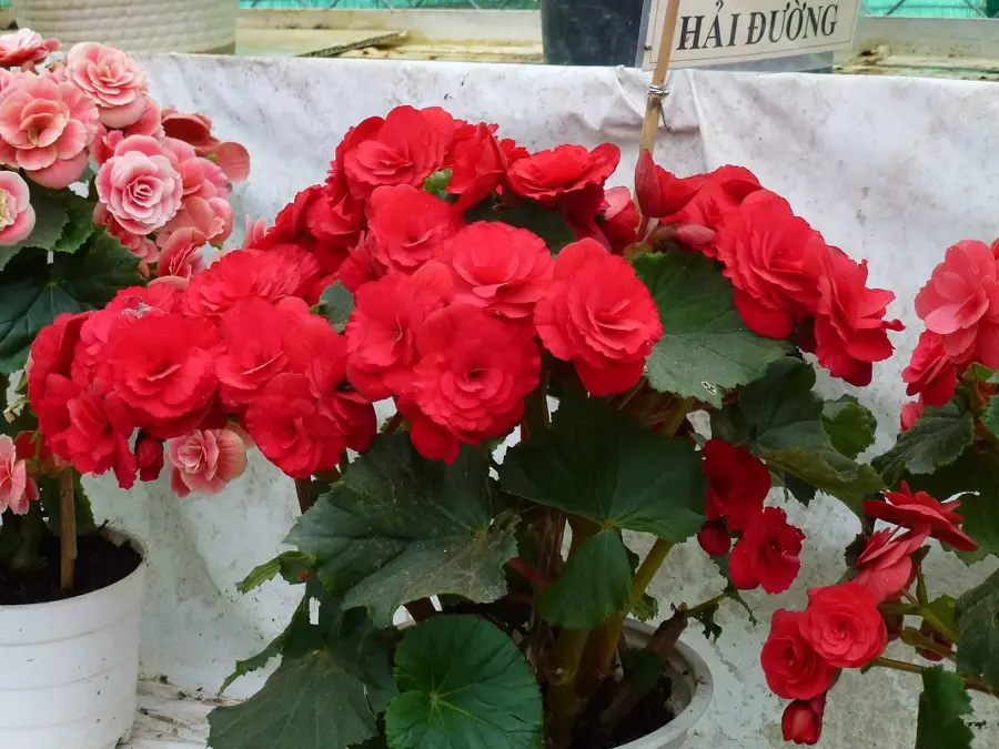 Dalat Flower Gardens