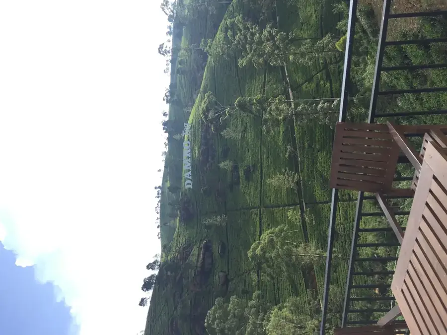Plantația de Ceai Damro Labookellie — Dikwella (Sri Lanka)