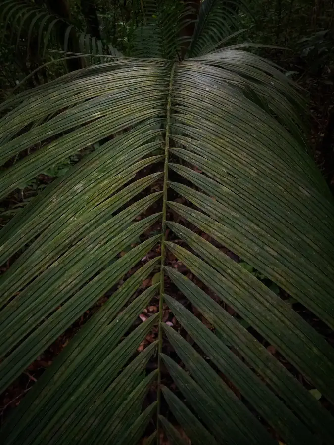Maninjau-tó