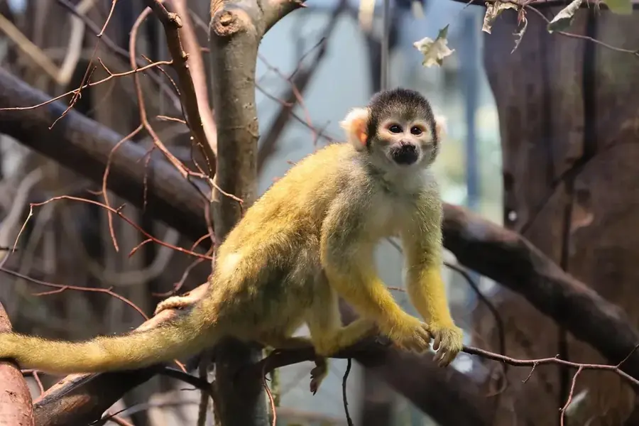 Daniel Johnson Sloth and Monkey Hangout — Guaimoreto Lagoon (Honduras)