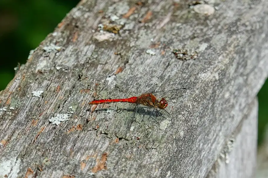 Bornholm Nature
