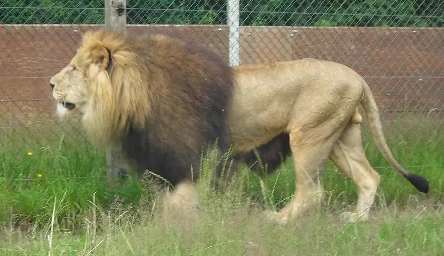 Givskud Zoo