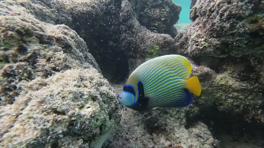 Dhigurah Strand