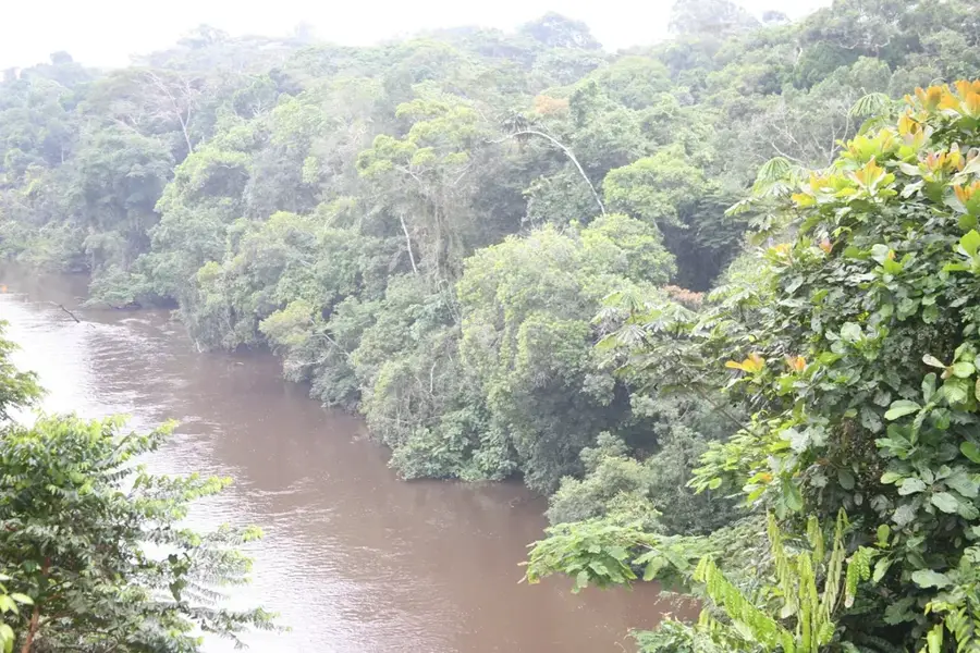 Dja Rainforest — Djoum Rainforest Reserve (Cameroon)