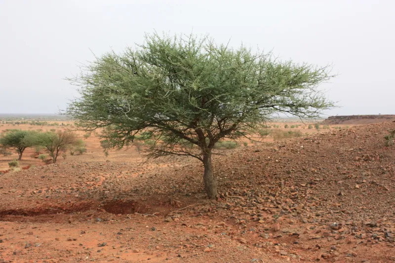 Djibo-Dünenfeld