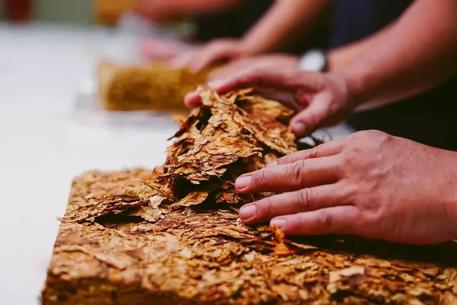 Cibao Valley Tobacco Farming — Centro León (Dominican Republic)