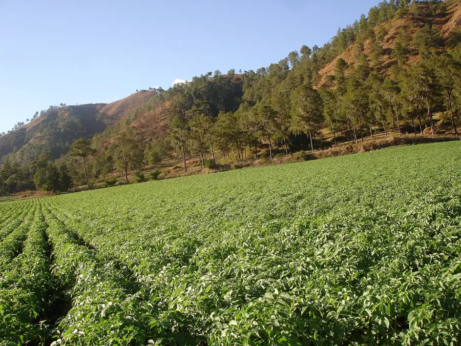 Cultivarea legumelor în Constanza
