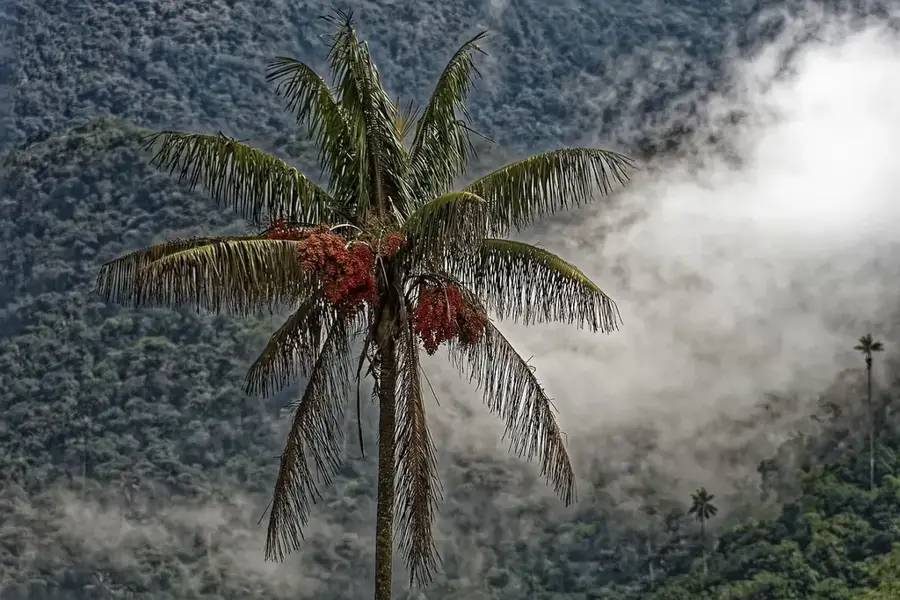 El Valle