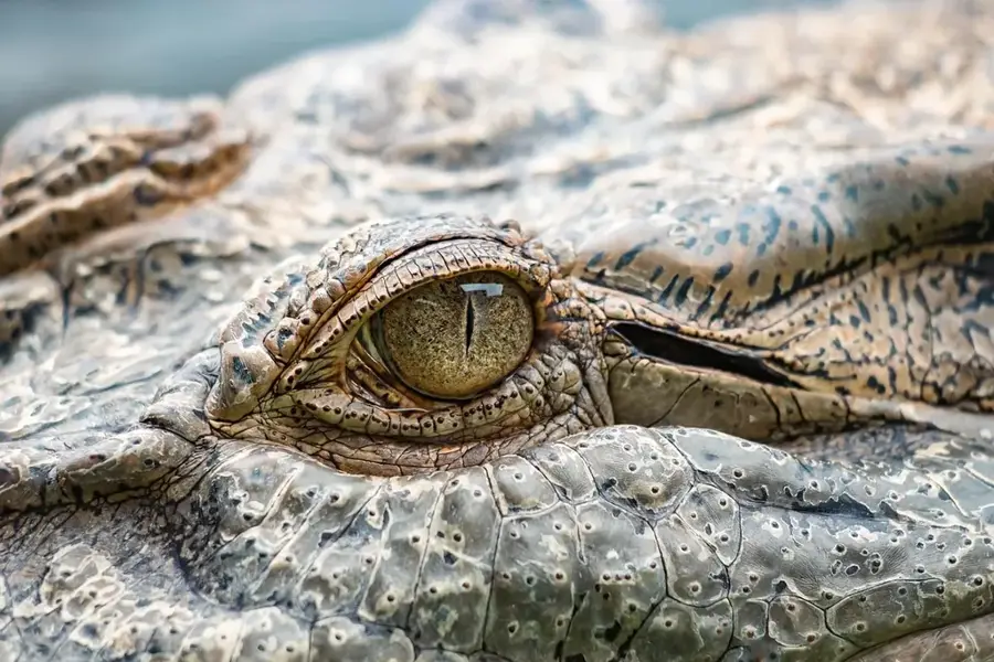 American Crocodiles on Isla Cabritos
