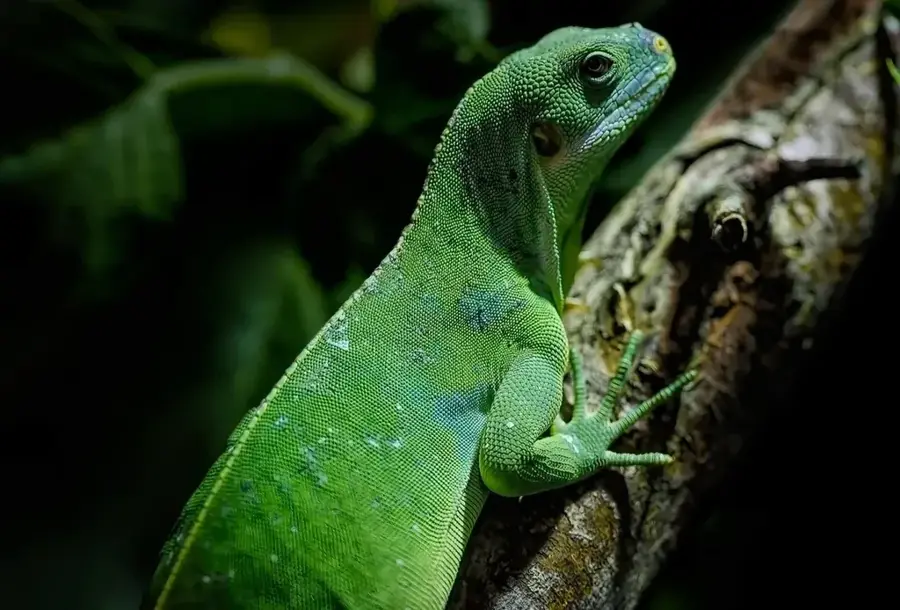 Jaragua Rhinoceros Iguana Habitat