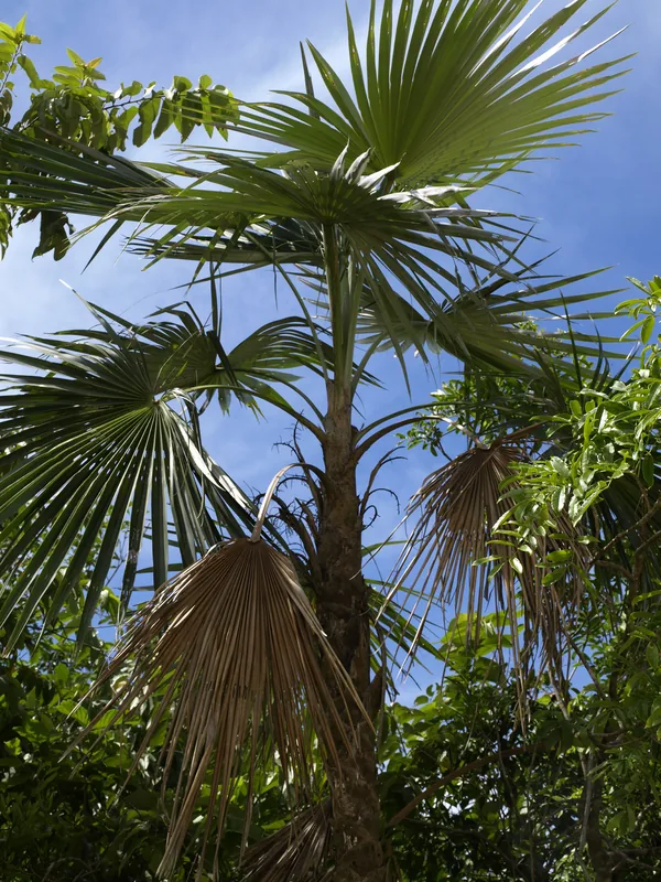 Grădina Botanică Națională Santo Domingo — El Factor (Republica Dominicană)