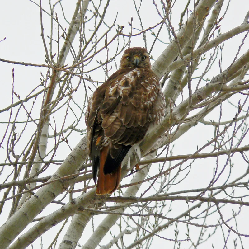 Ridgway's Hawk Habitat