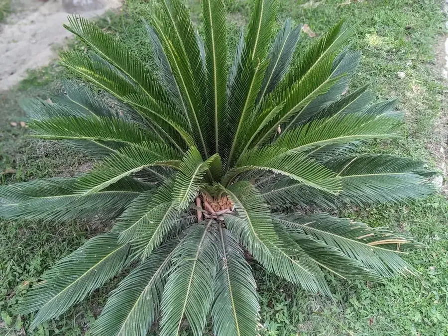 Dona Augusta — Pico Vinte e Cinco (São Tomé und Príncipe)