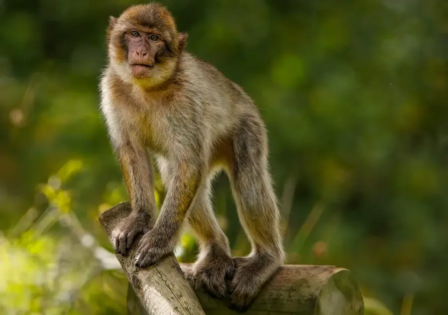 Drabo Monkey Sanctuary