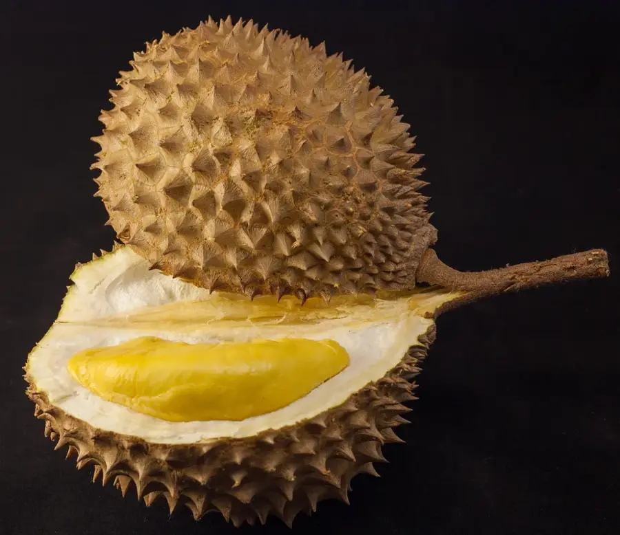 Durian Plantations in Raub