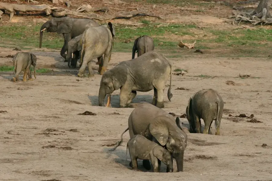 Dzanga Bai
