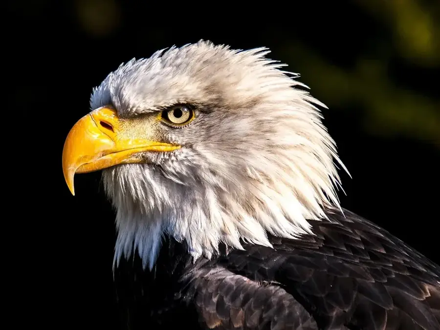 Sas-találkozók (Eagle Encounters) — Stellenbosch (Dél-afrikai Köztársaság)