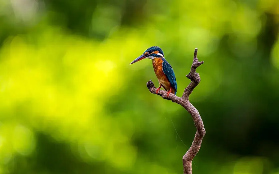 Vulcanul Alcedo