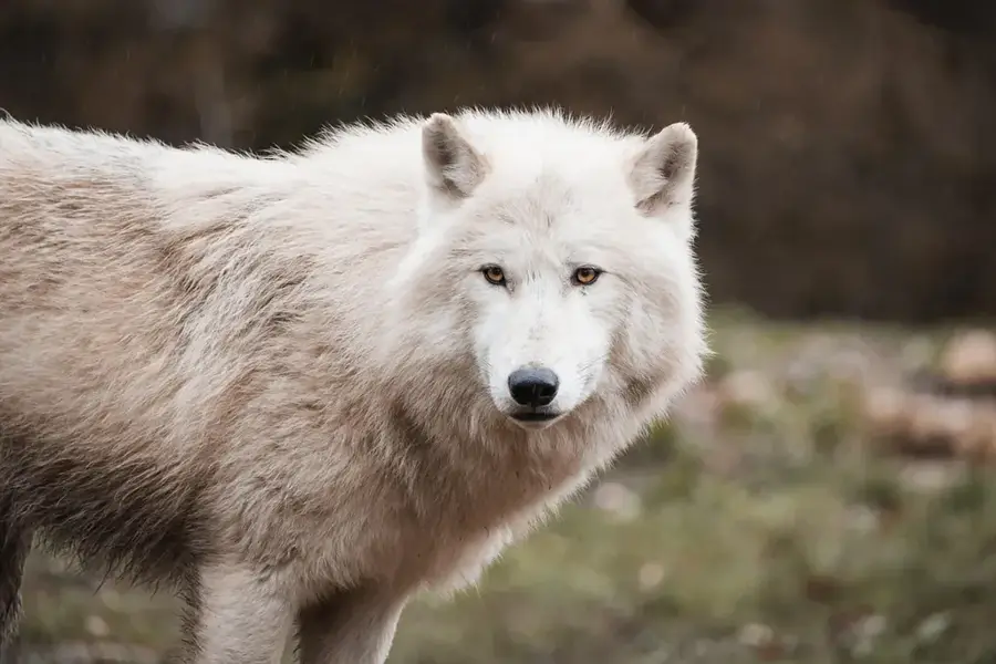 Vulcanul Wolf